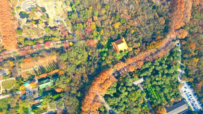 南京美龄宫梧桐大道秋季风景