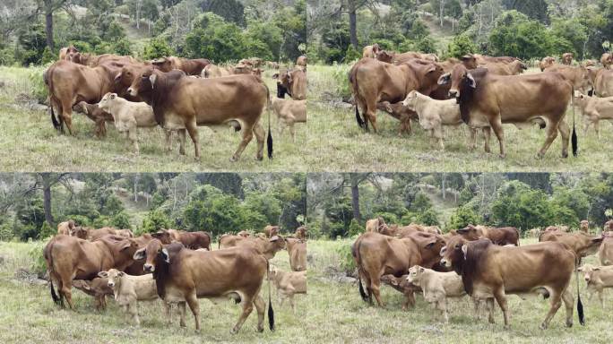 在一群母牛中，刚出生的小牛正在吃它母亲的奶。