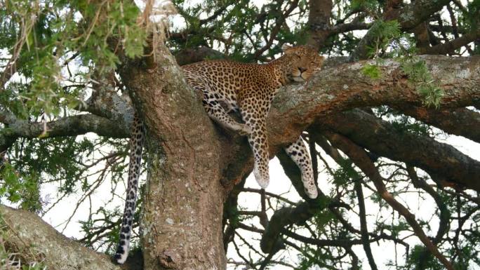 在塞伦盖蒂国家公园的森林里，懒豹在树上休息时眨着眼睛