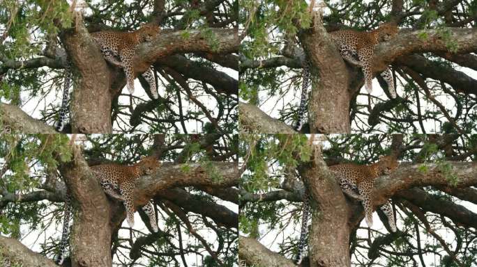 在塞伦盖蒂国家公园的森林里，懒豹在树上休息时眨着眼睛