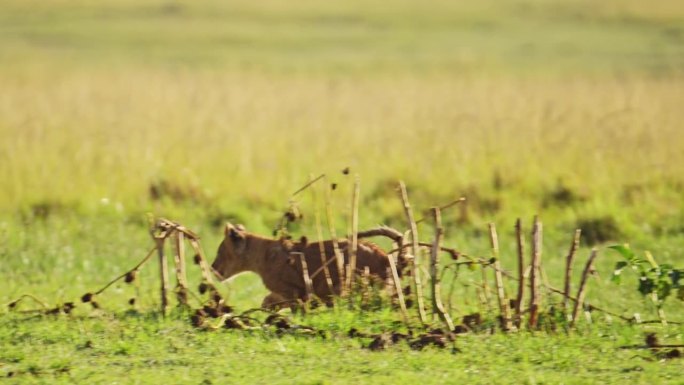 肯尼亚马赛马拉国家保护区，可爱的非洲野生动物幼狮奔跑玩耍的慢镜头，马赛马拉北部保护区的非洲野生动物
