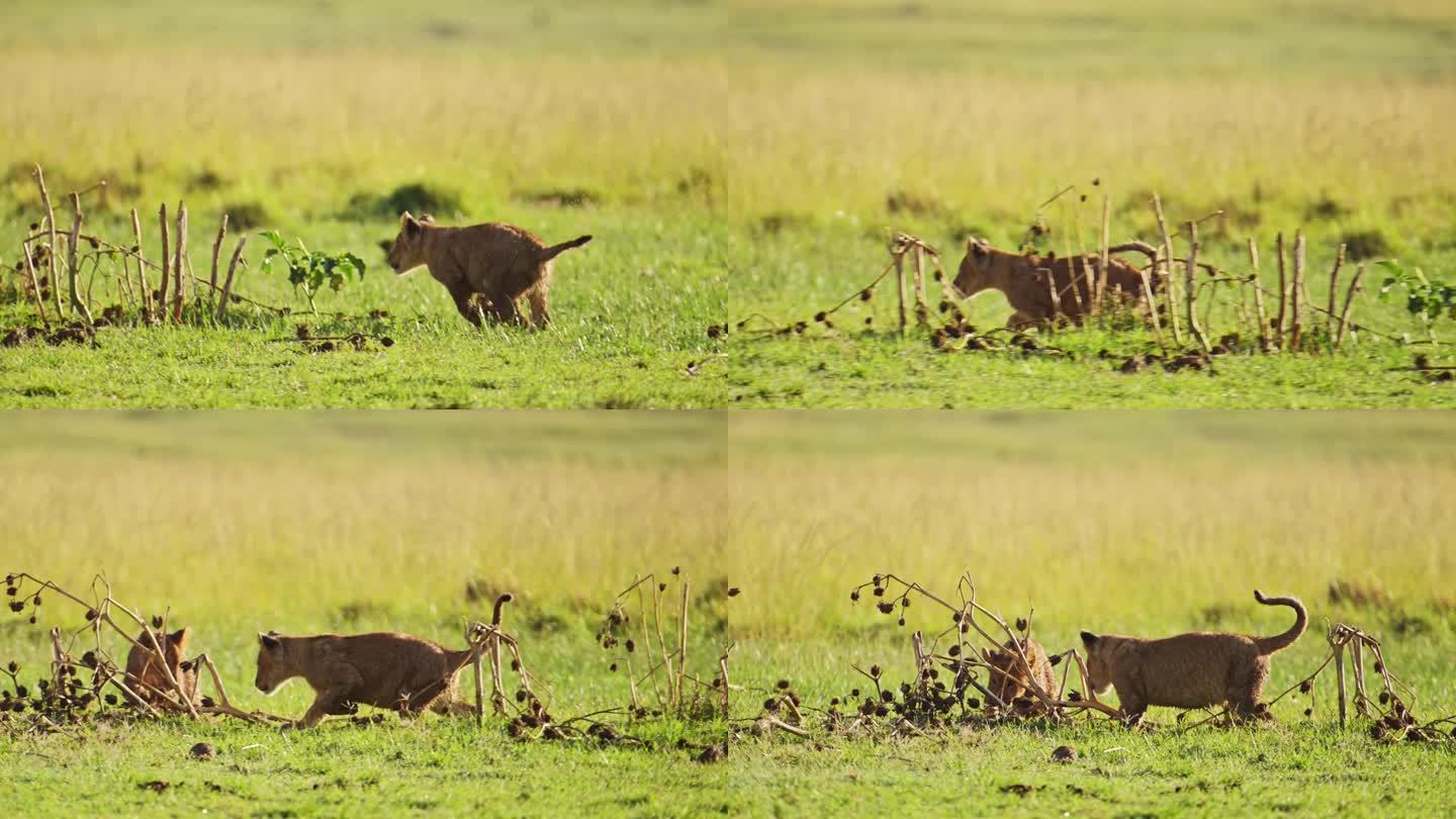 肯尼亚马赛马拉国家保护区，可爱的非洲野生动物幼狮奔跑玩耍的慢镜头，马赛马拉北部保护区的非洲野生动物