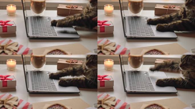 猫使用电脑笔记本电脑。在键盘上打字，滚动，滑动和点击触摸板。动物在网上购物。节日购物，送礼。圣诞装饰
