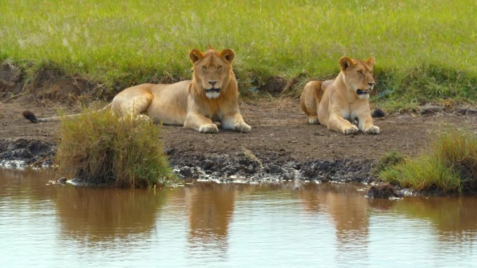 母狮在湖边放松的慢镜头。肉食动物栖息在自然保护区。它们在塞伦盖蒂国家公园。