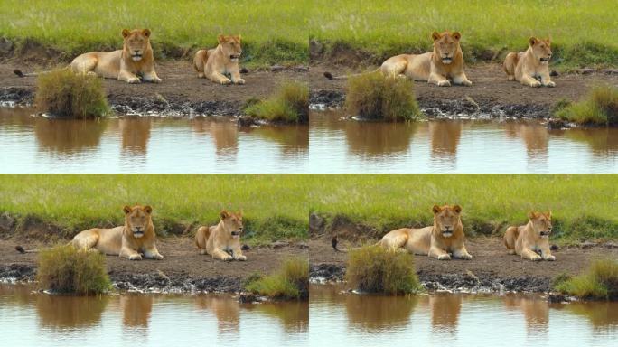 母狮在湖边放松的慢镜头。肉食动物栖息在自然保护区。它们在塞伦盖蒂国家公园。