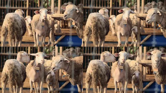 在印度尼西亚东爪哇的一个农村农场的传统围栏里，一只羊咩咩地看着镜头。