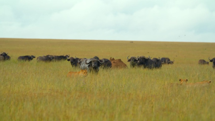 狮子和水牛在草地上的慢镜头。野生动物生活在自然保护区。塞伦盖蒂国家公园的景色。狩猎模式