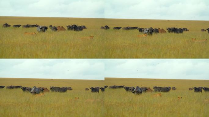 狮子和水牛在草地上的慢镜头。野生动物生活在自然保护区。塞伦盖蒂国家公园的景色。狩猎模式