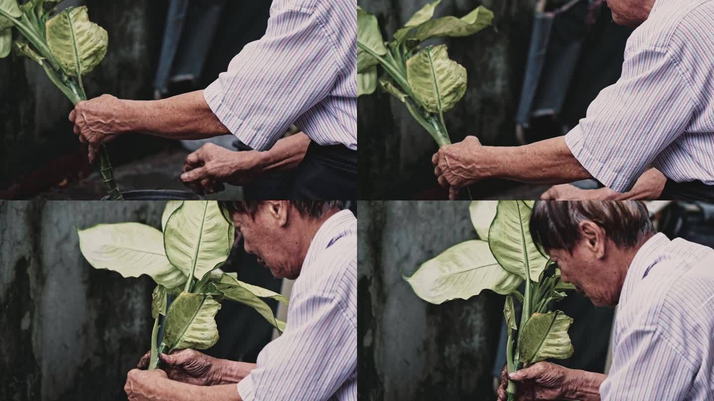 老人照顾他的植物