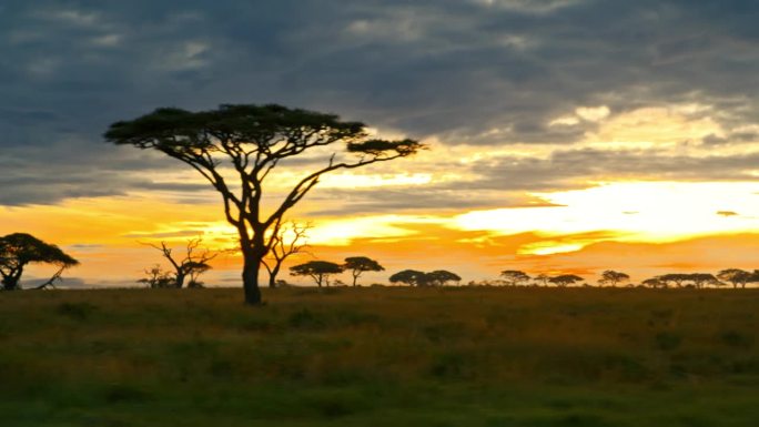 田野里树木的跟踪镜头。多云的天空衬托下的风景。日落时分的塞伦盖蒂国家公园。