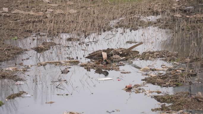 污染 水污染 污水治理 生态环境 环保
