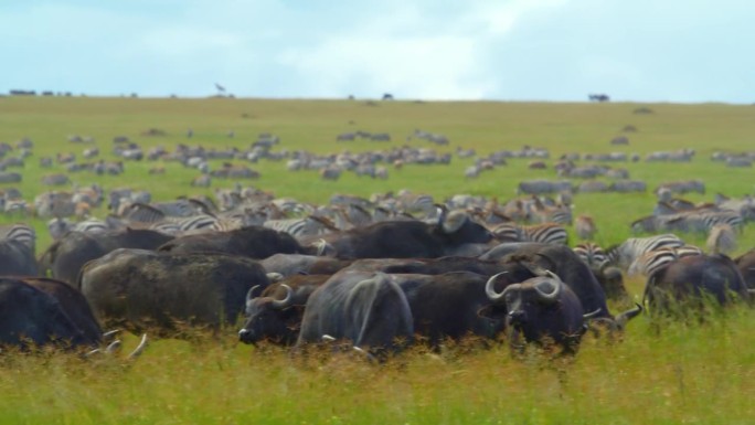 在塞伦盖蒂国家公园的草地上，一群非洲水牛和斑马