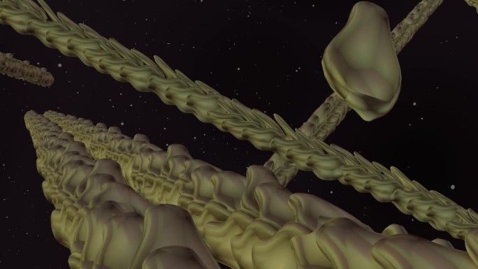 细胞内肌动蛋白骨架的动画