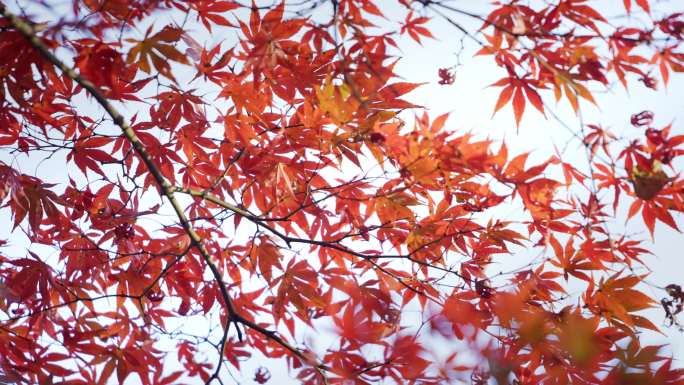 秋天 红枫
