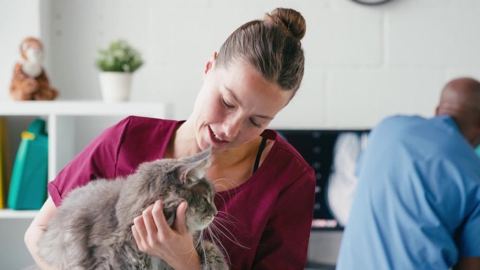 女兽医检查宠物猫手术与男同事背景的特写