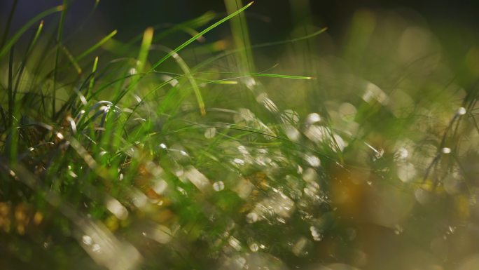 清晨阳光小草 草地光斑