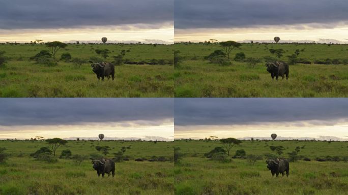 非洲野牛站在塞伦盖蒂国家公园的草地上