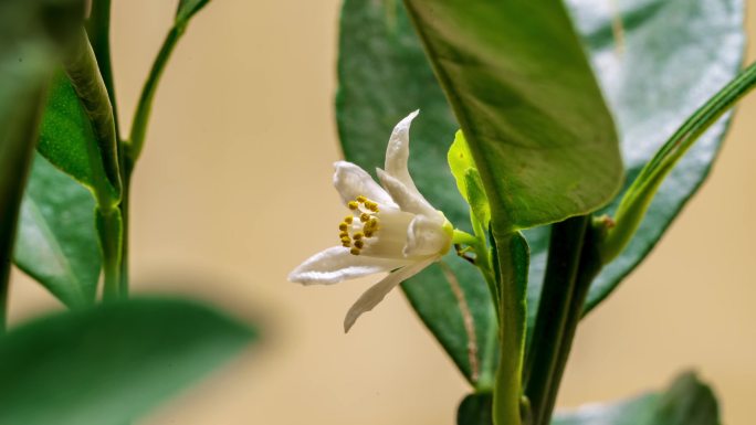 柚子花 橘子花 柑橘花 橙子花 青橘花