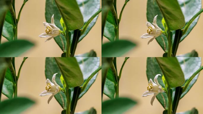 柚子花 橘子花 柑橘花 橙子花 青橘花