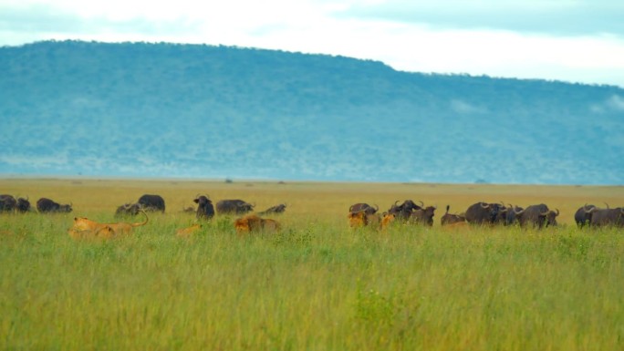 狮子在田野里的慢动作镜头，而水牛在背景中奔跑。野生动物生活在自然保护区。塞伦盖蒂国家公园的风景。狩猎