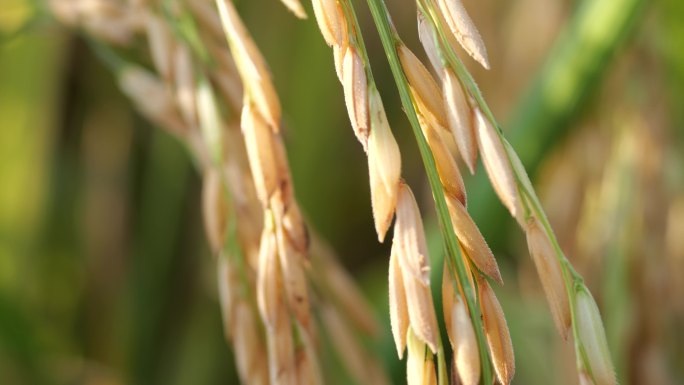 水稻和稻穗