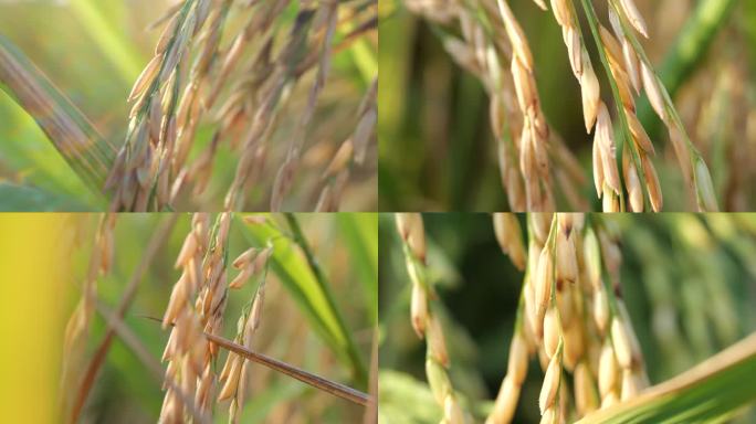 水稻和稻穗