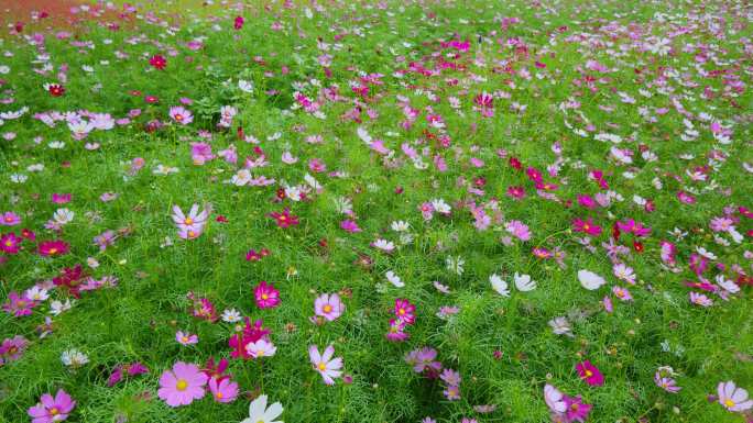 格桑花波斯菊花海花丛