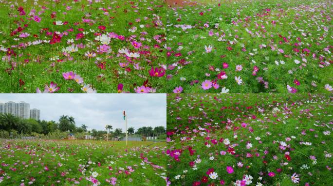 格桑花波斯菊花海花丛