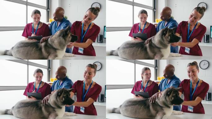 男女兽医小组检查宠物狗的手术
