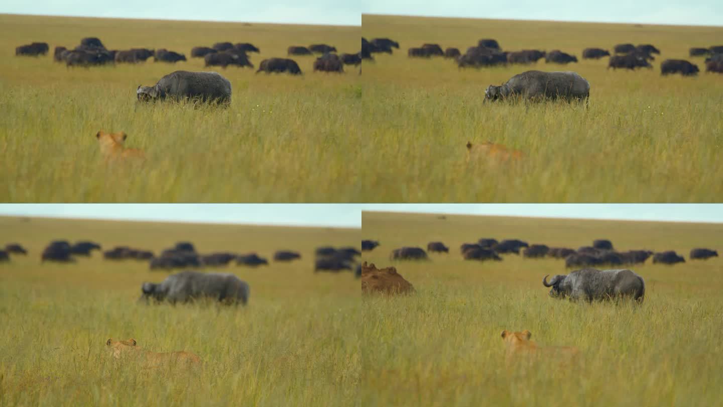 在塞伦盖蒂国家公园郁郁葱葱的草原上，一只母狮在追逐一头水牛。狩猎模式