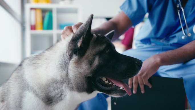 男兽医检查和抚摸手术中的宠物狗与同事在电脑后台