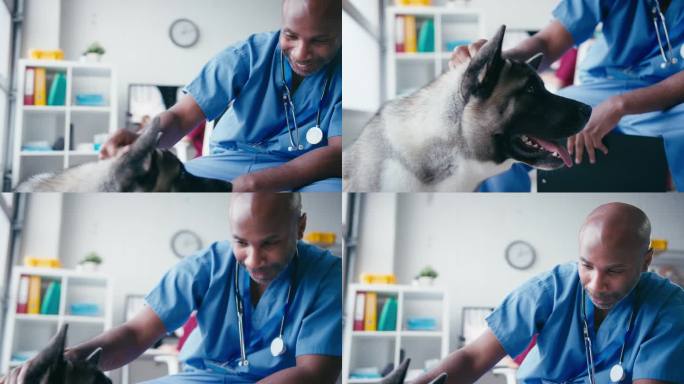 男兽医检查和抚摸手术中的宠物狗与同事在电脑后台