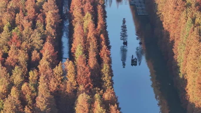 江苏金湖万亩水上森林冬景如画