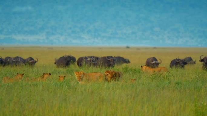 SLO - MO拍摄的狮子和一群水牛为背景的景观。野生动物在草地上。塞伦盖蒂国家公园的大自然。