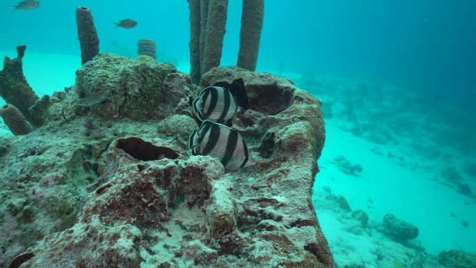 一对有条纹的蝴蝶鱼一起在被珊瑚包围的棕色海绵上放松。