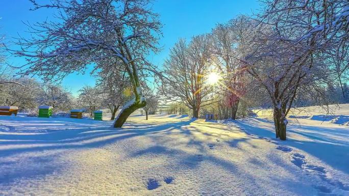 当地果园覆盖着白色的雪在阳光明媚的冬日，太阳跟踪相机延时拍摄