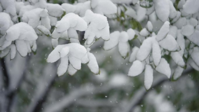 冬天下雪雪景慢动作唯美高速镜头