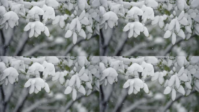 冬天下雪雪景慢动作唯美高速镜头