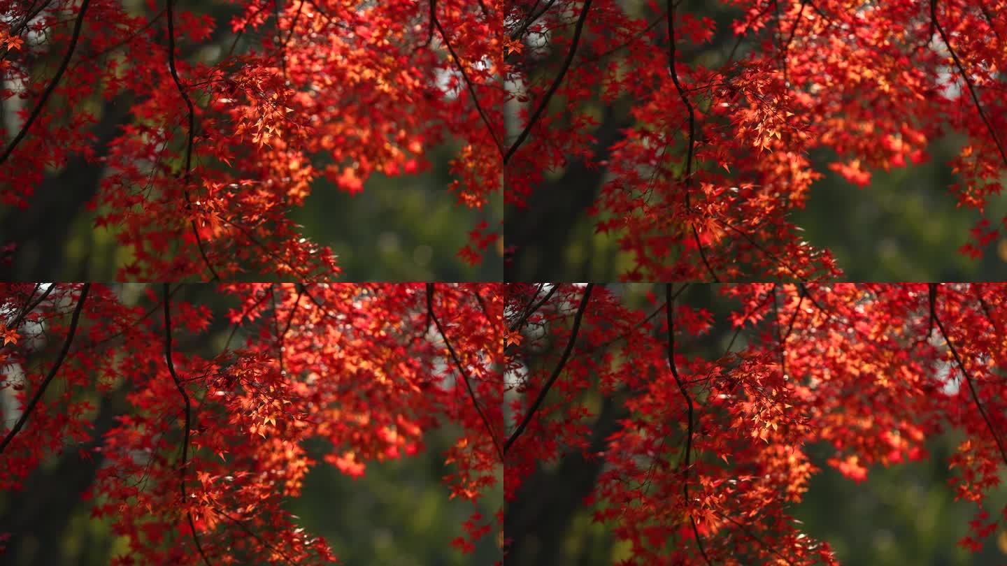 秋天红色枫叶摇晃视频片段空镜