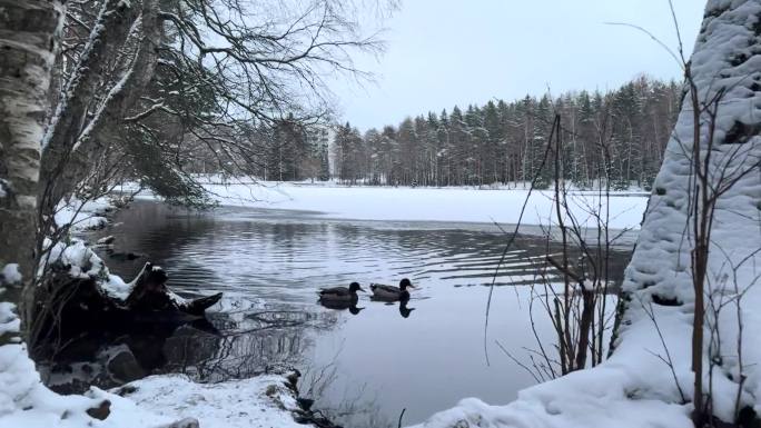冬日河里的野鸭