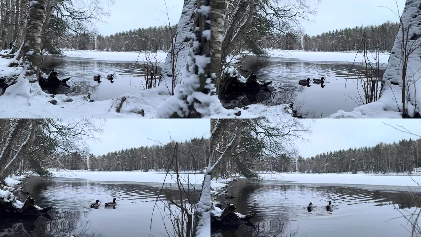 冬日河里的野鸭