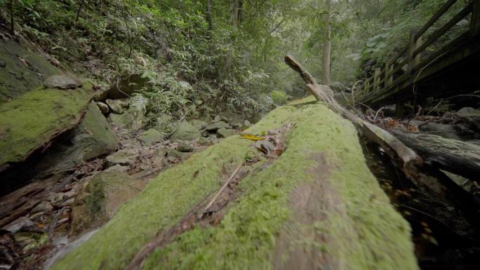 海南五指山热带雨林国家森林公园4k