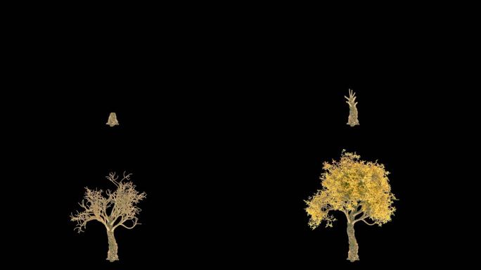 3D黄色树木生长动画