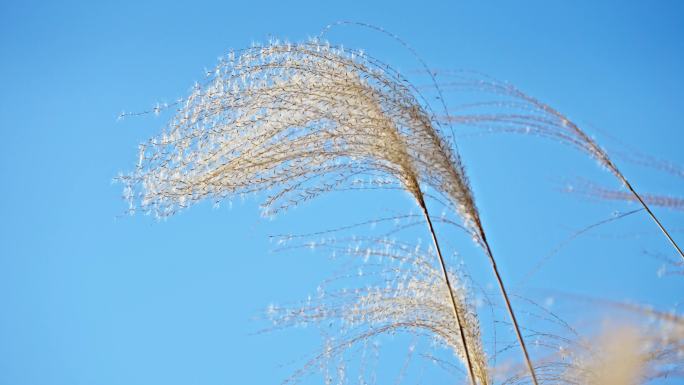 秋冬芦苇荡 芦苇 芦花