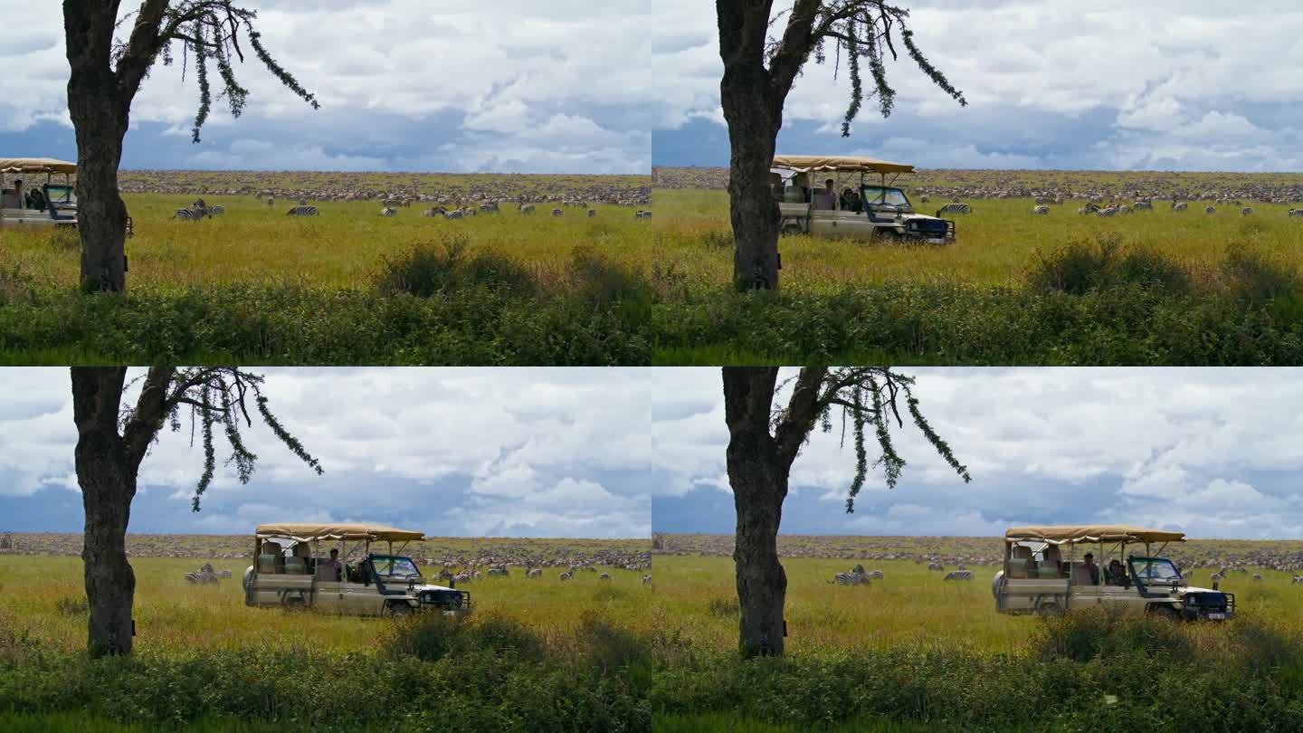 在塞伦盖蒂国家公园，人们坐在狩猎车上，背景是一群斑马