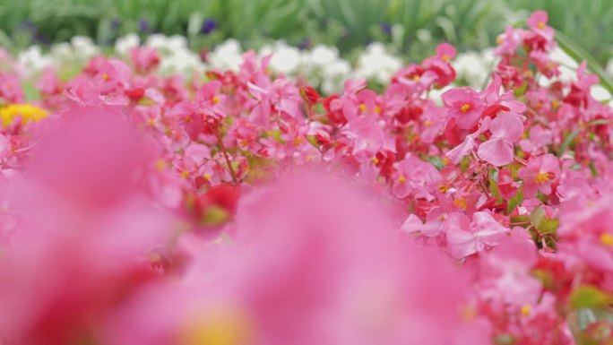 花坛。城市公园里的花。粉红色的秋海棠。粉红色的花。