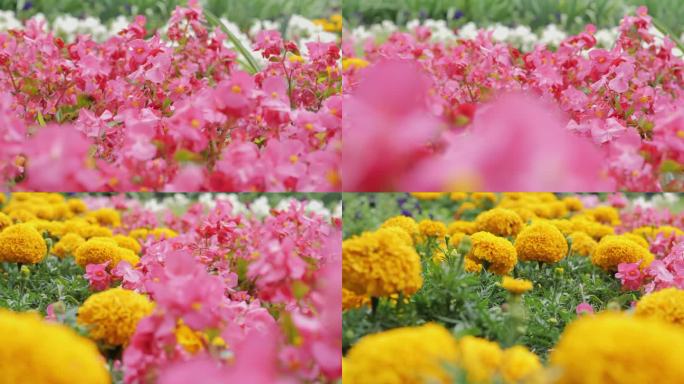 花坛。城市公园里的花。粉红色的秋海棠。粉红色的花。