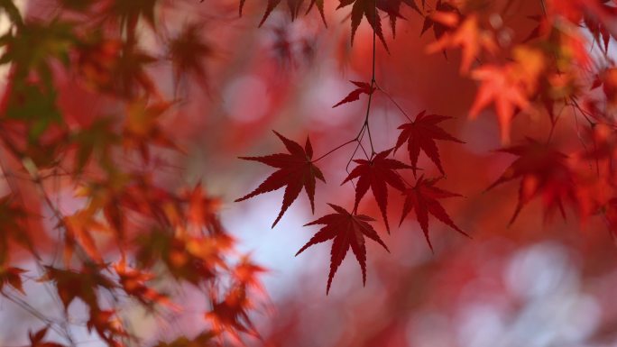 秋天红色枫叶摇晃视频片段空镜