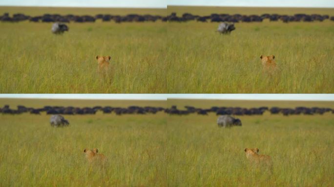 慢镜头的狮子看着水牛在草地上。野生动物生活在自然保护区。塞伦盖蒂国家公园的风景。