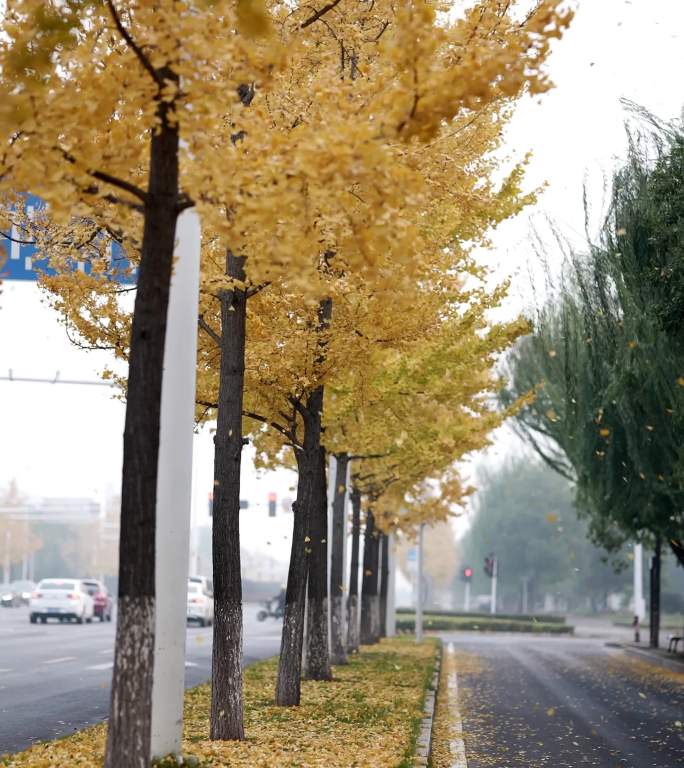 竖屏银杏落叶道路柳叶飘落冬天感觉4K